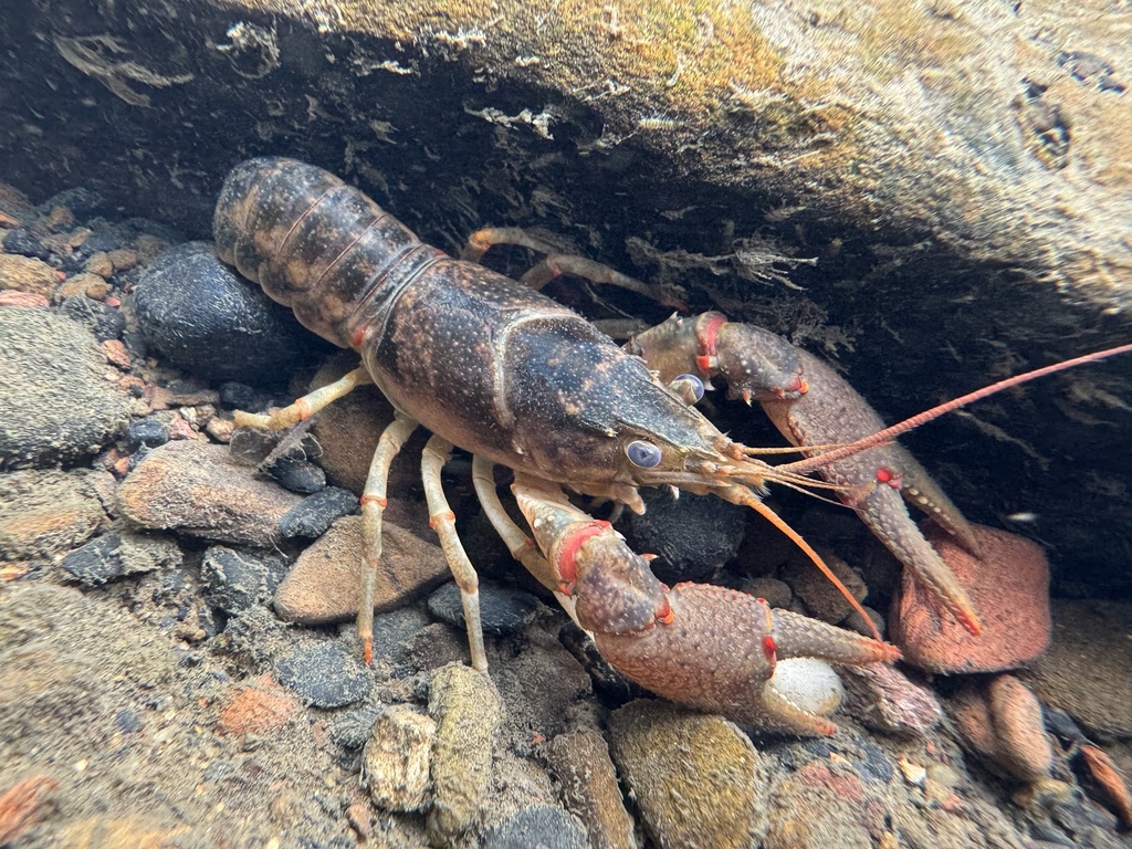 Spiny Stream Crayfish