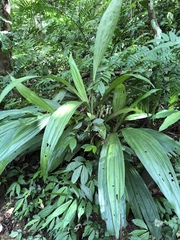 Calanthe formosana