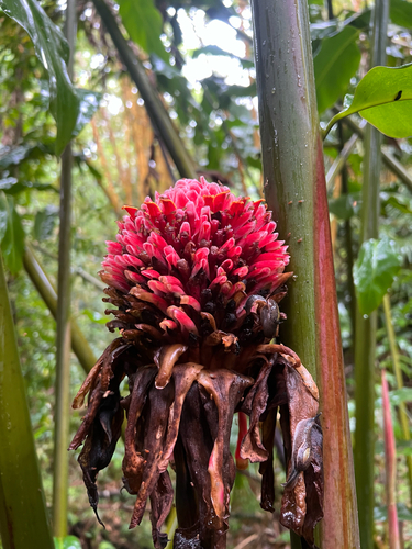 Etlingera elatior observed 2025-05-08