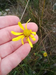 Senecio erosus