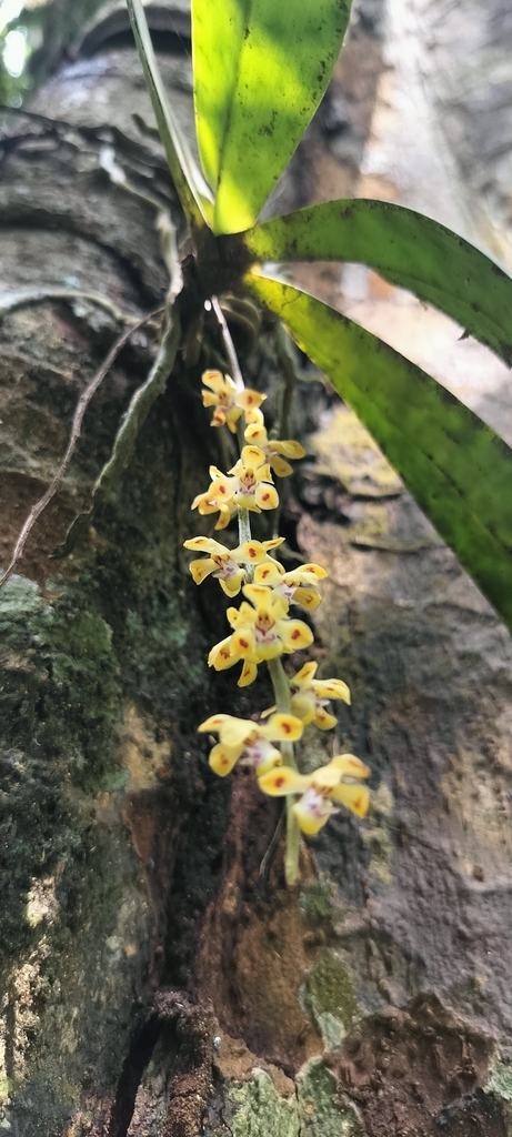 Smithsonia maculata