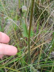 Senecio erosus