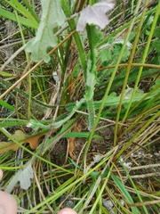 Senecio erosus