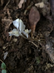 Burmannia cryptopetala