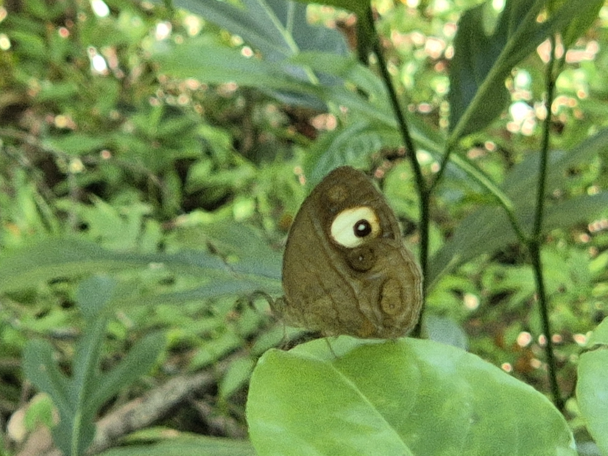 Malabar Glad-Eye Bushbrown
