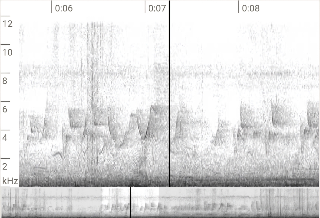 Bar-winged Prinia (Prinia familiaris)