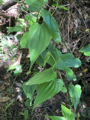 Stemona tuberosa