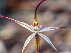 Caladenia filamentosa