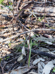 Caladenia filamentosa