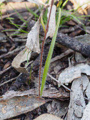 Caladenia filamentosa