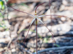 Caladenia filamentosa