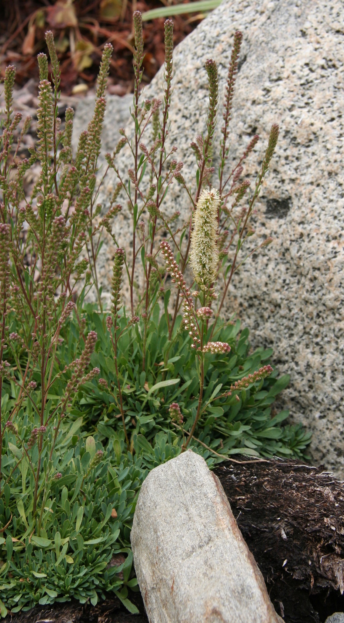 Petrophytum cinerascens