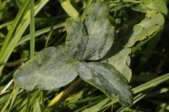 Trifolium pratense