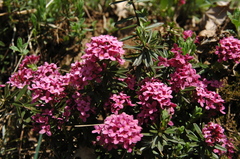 Daphne cneorum