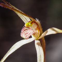 Caladenia filamentosa