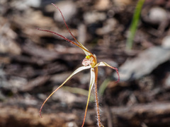 Caladenia filamentosa