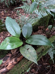 Cryptostylis arachnites