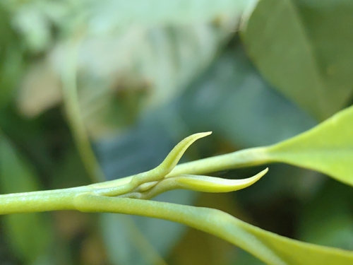 Acronychia porteri