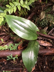 Cryptostylis arachnites