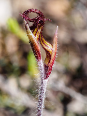 Caladenia filamentosa