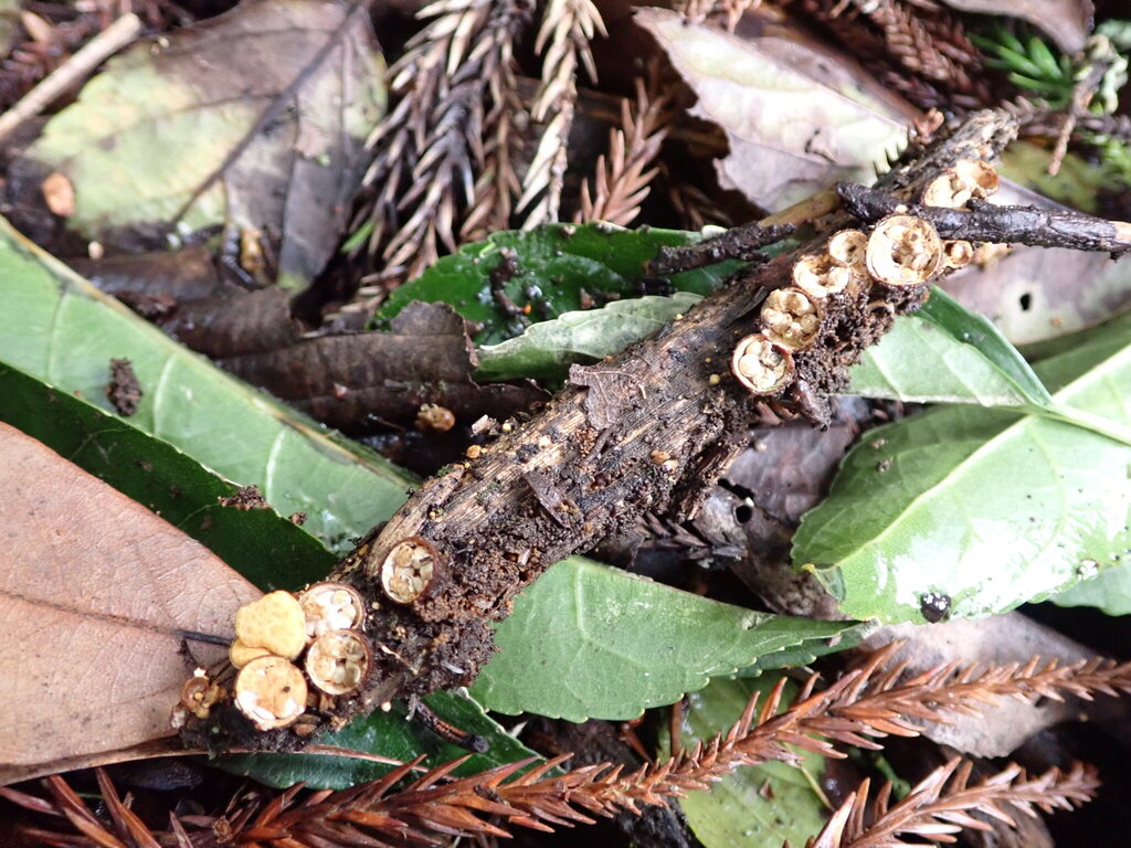 Crucibulum simile · May 2025 · photo: © bethmaree (iNaturalist, cc-by)