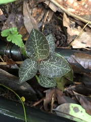 Anoectochilus formosanus