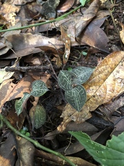 Anoectochilus formosanus