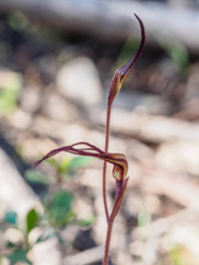 Caladenia filamentosa