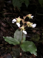 Odontochilus brevistylis