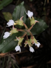 Odontochilus brevistylis