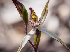 Caladenia filamentosa