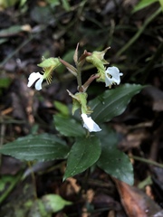 Odontochilus brevistylis