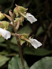 Odontochilus brevistylis