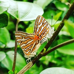 Cigaritis vulcanus vulcanus
