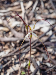 Caladenia filamentosa