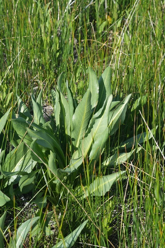 Alkali-marsh Butterweed foliage