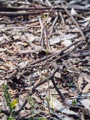 Caladenia filamentosa