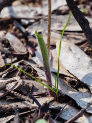 Caladenia filamentosa