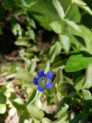 Gentiana calycosa