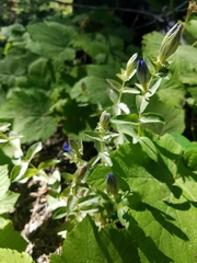Gentiana calycosa