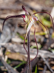 Caladenia filamentosa