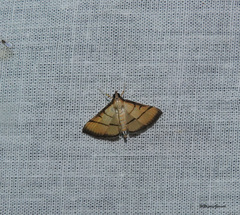 Cnaphalocrocis