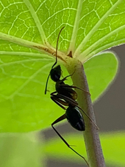 Camponotus