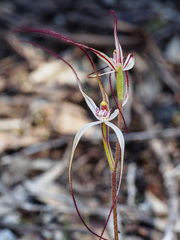 Caladenia filamentosa
