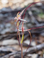 Caladenia filamentosa