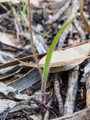 Caladenia filamentosa