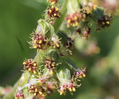 Artemisia vulgaris kamtschatica