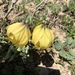 Lilium lophophorum - Photo (c) jodyhsieh,  זכויות יוצרים חלקיות (CC BY-NC)