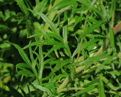 Artemisia vulgaris kamtschatica