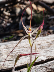 Caladenia filamentosa